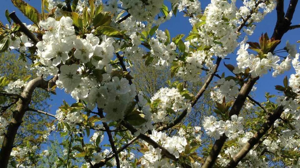 Aan Het Bos - Gelegen Aan De Tulpenroute Holiday home